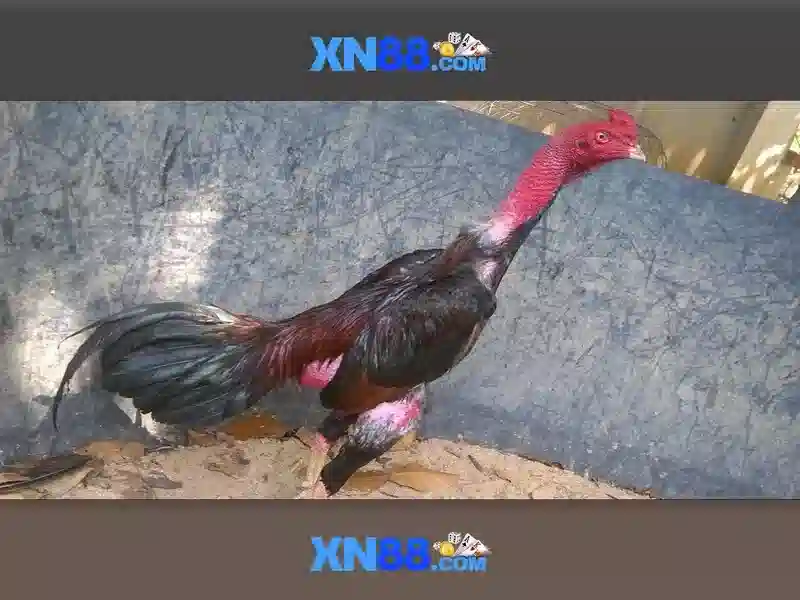 💎sòng bạc lớn firelake💎 💎sòng bạc lớn firelake💎